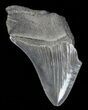 Serrated Fossil Megalodon Tooth #52992-1